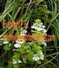 Eyebright P.E.(Shirley At Virginforestplant Dot Com)